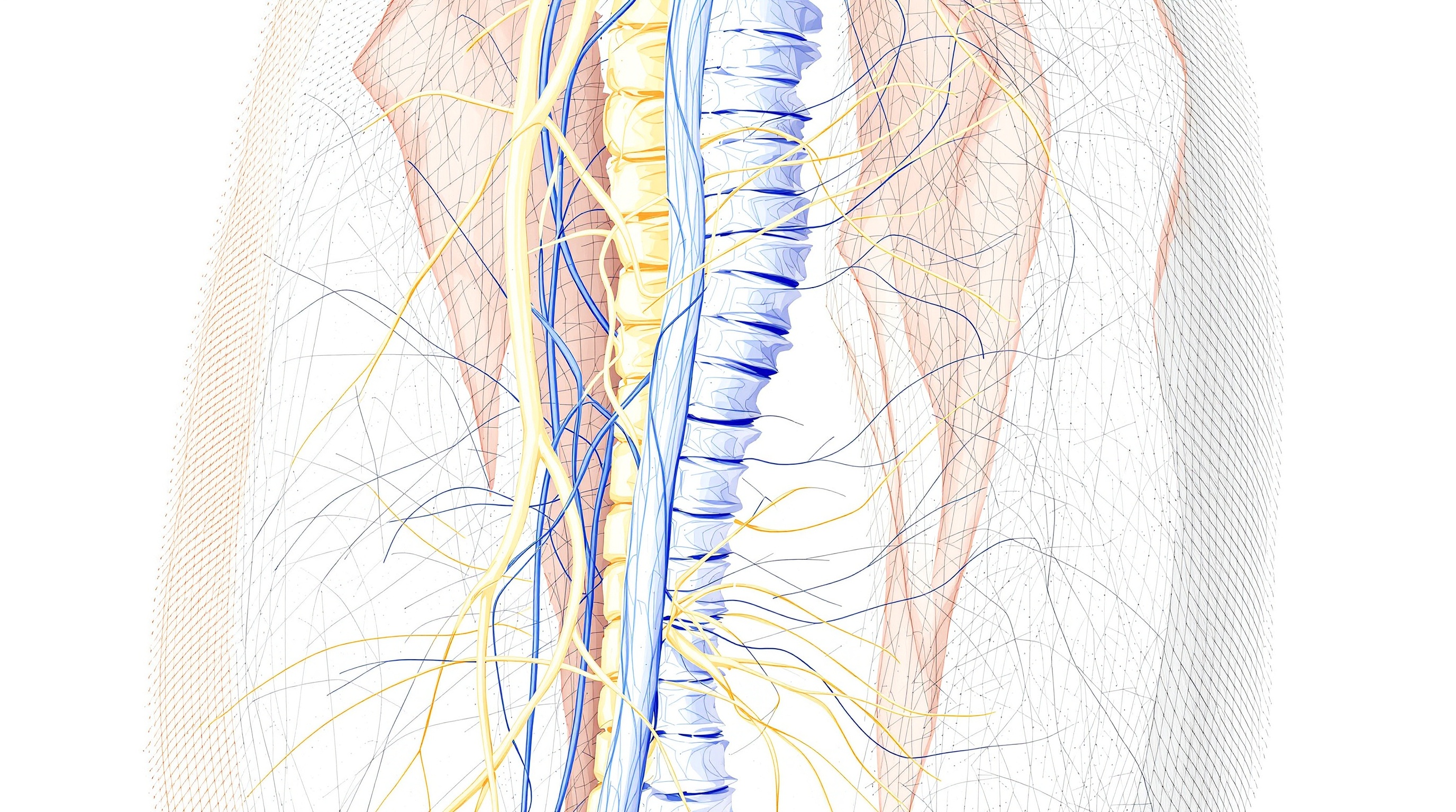 Anatomical illustration showing sciatic nerve pathway from lumbar spine through leg